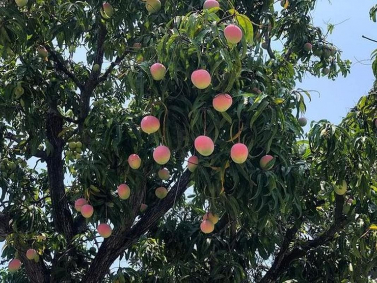 Australian mango (R2E2)