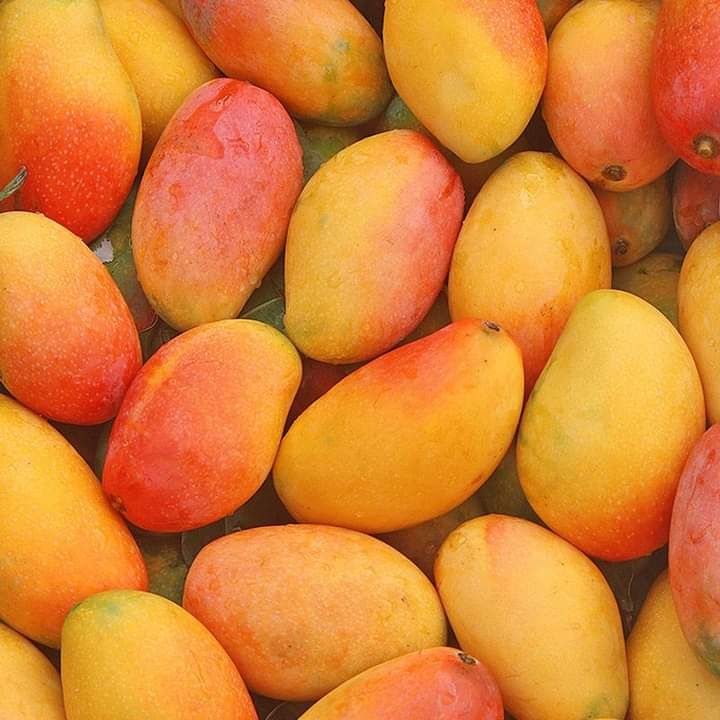 Australian mango (R2E2)