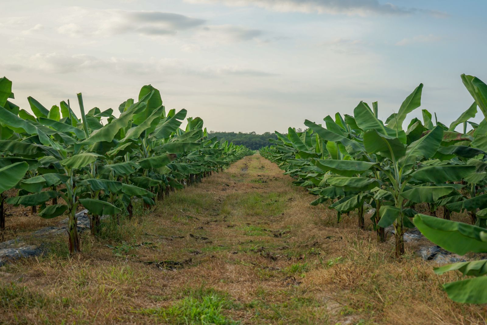 Cavendish banana