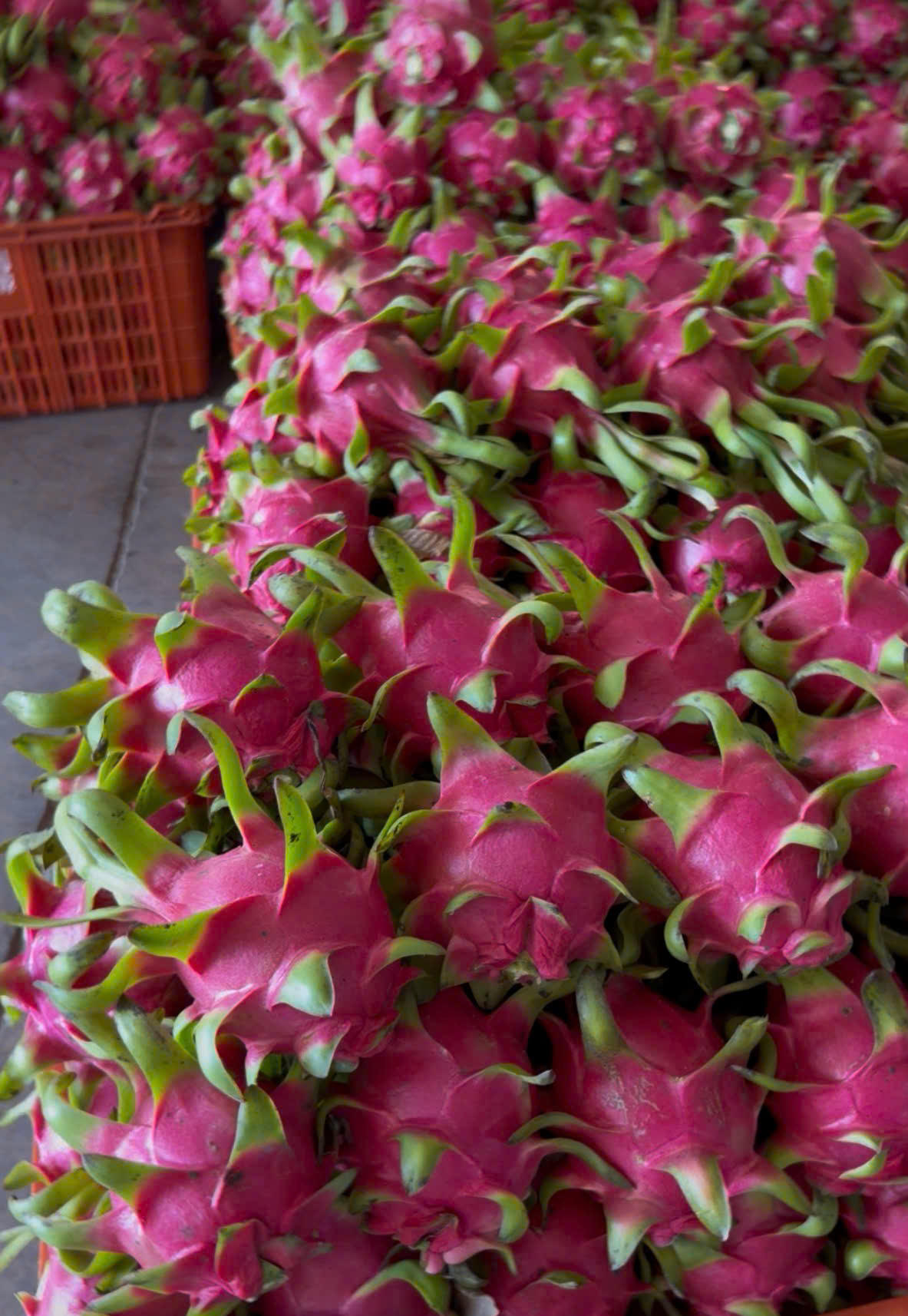 Pink dragon fruit