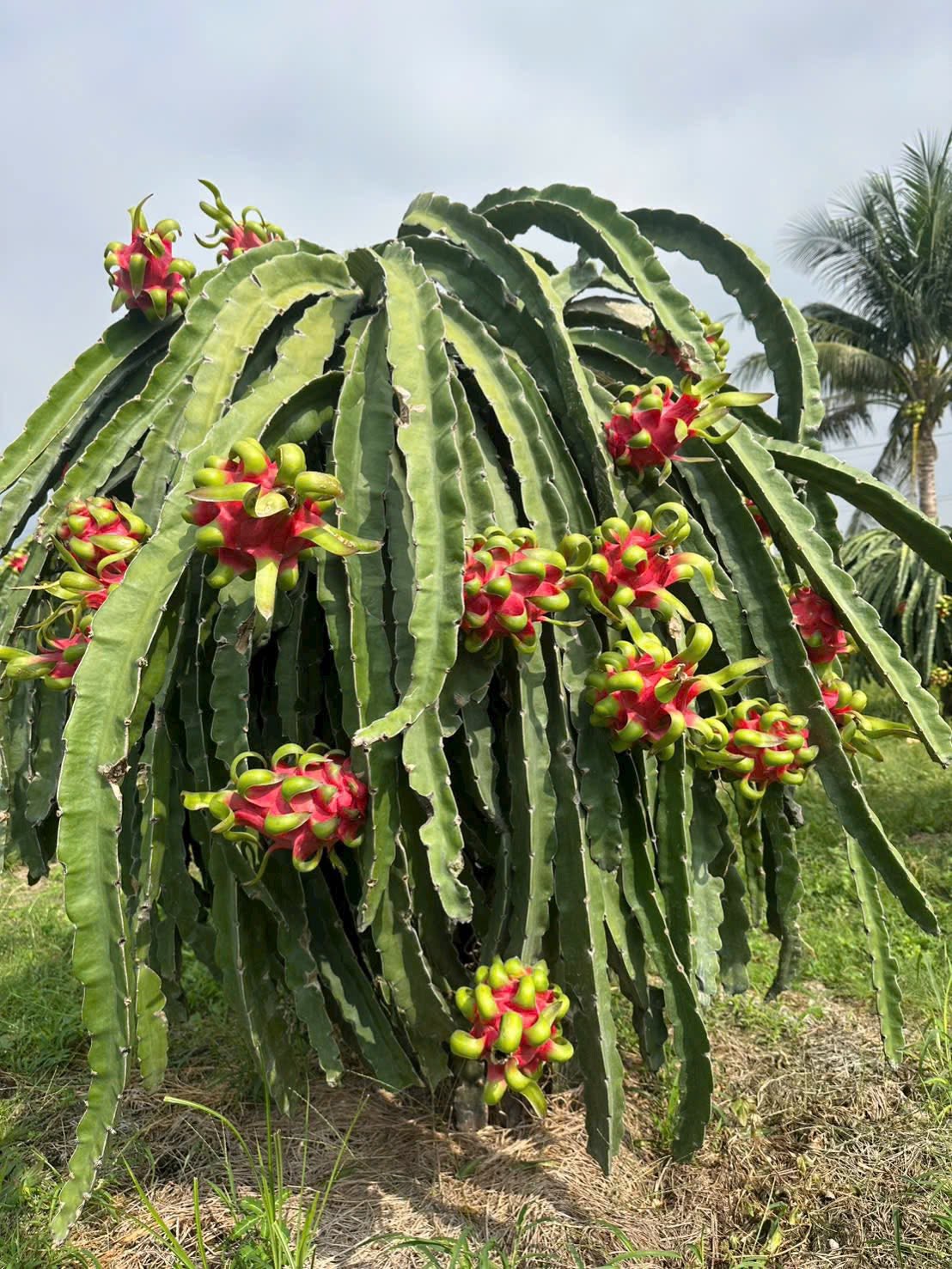 Red dragon fruit