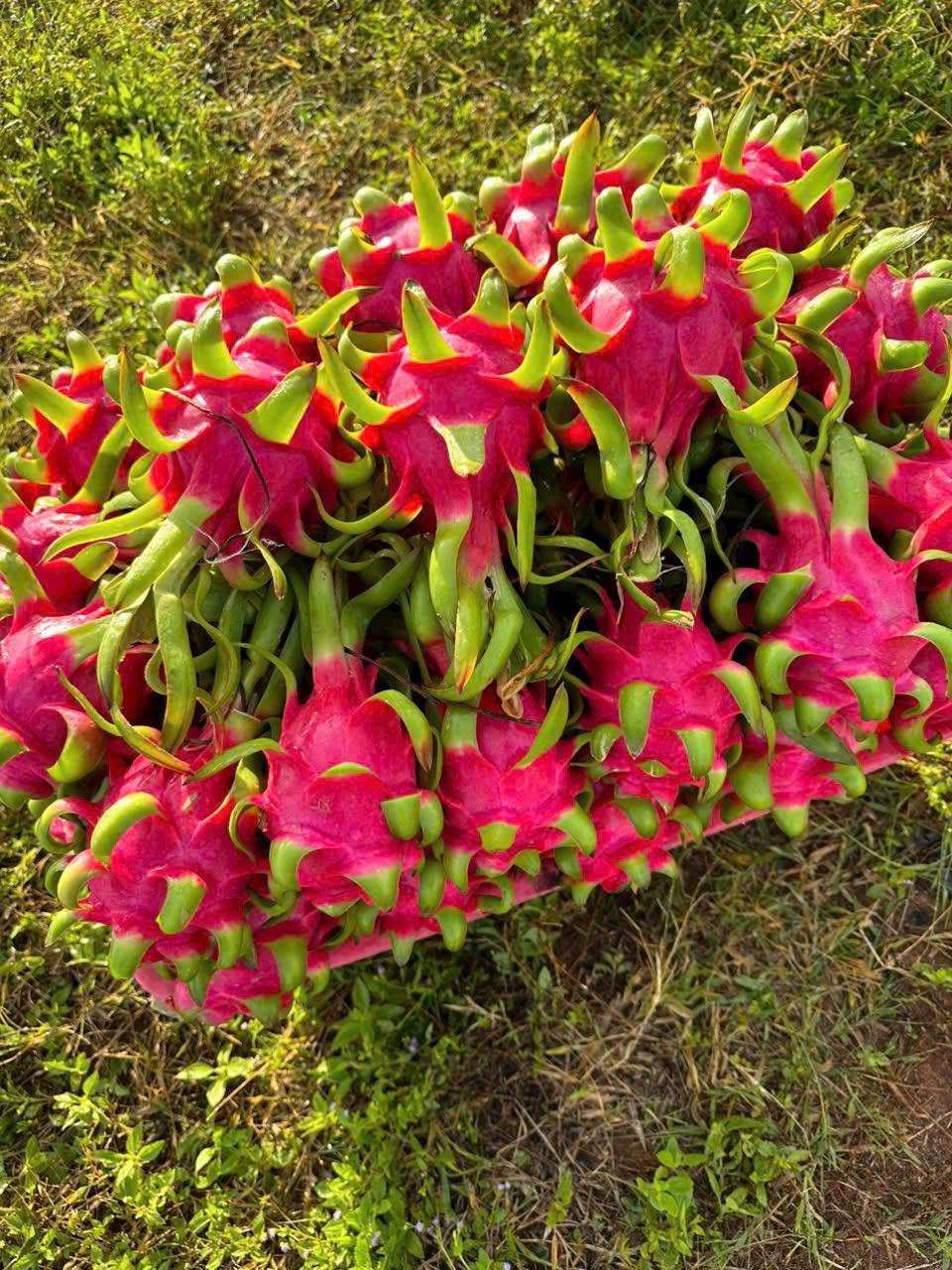 Red dragon fruit