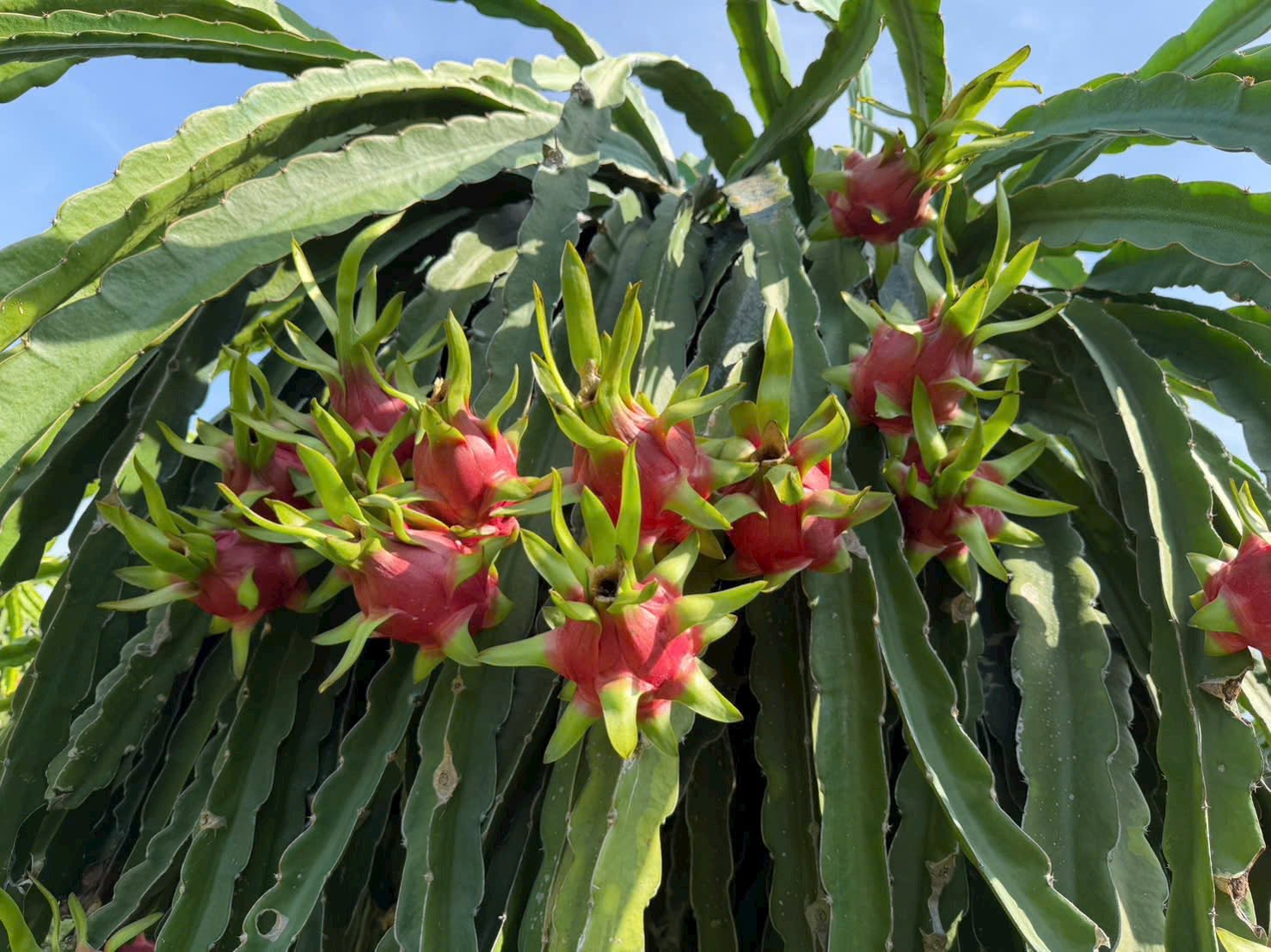 White dragon fruit