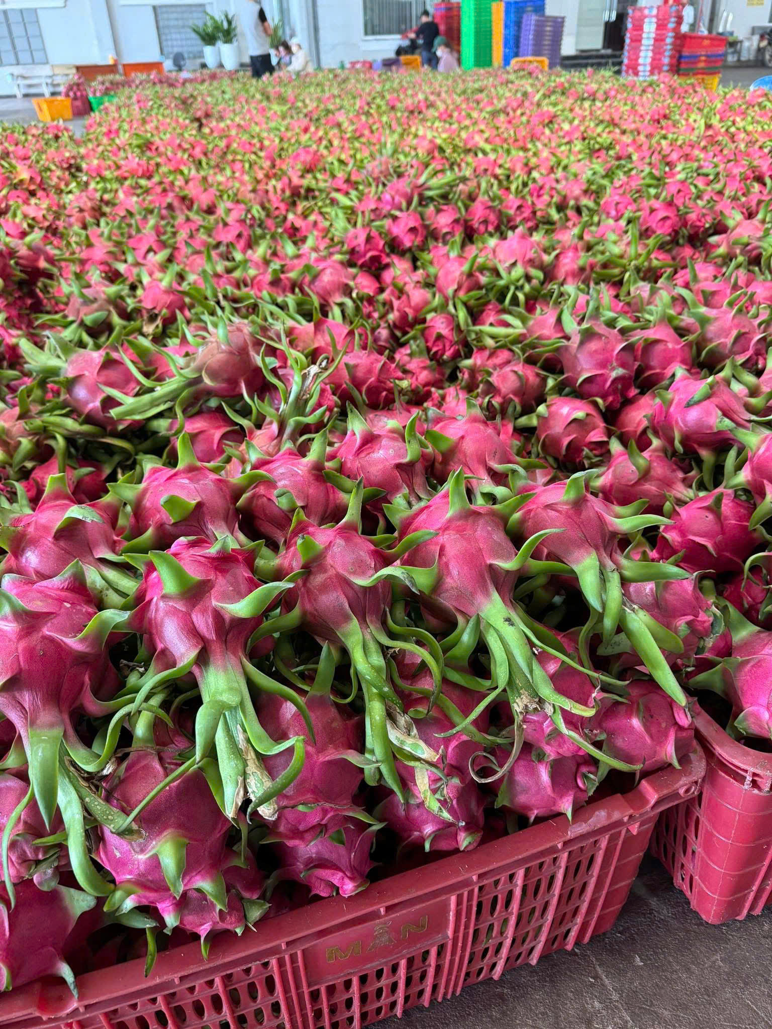 White dragon fruit