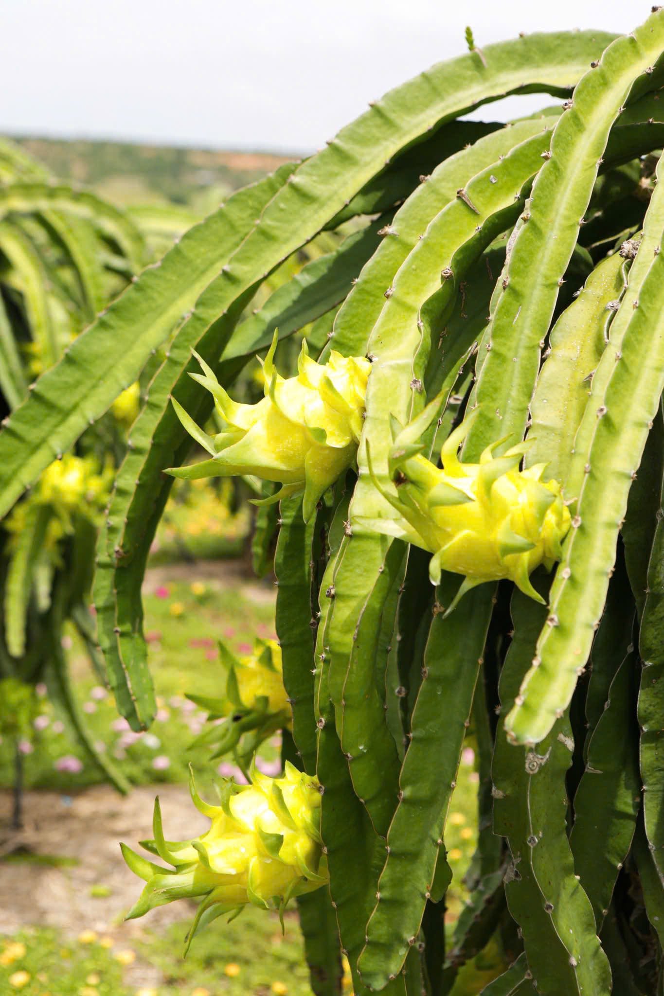 Yellow dragon fruit