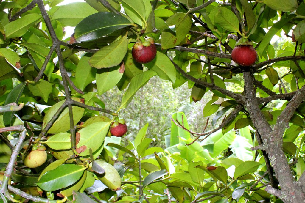 Mangosteen