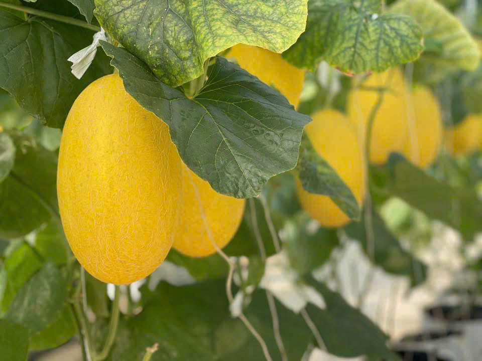Musk melon