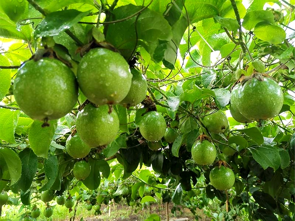 Passion fruit
