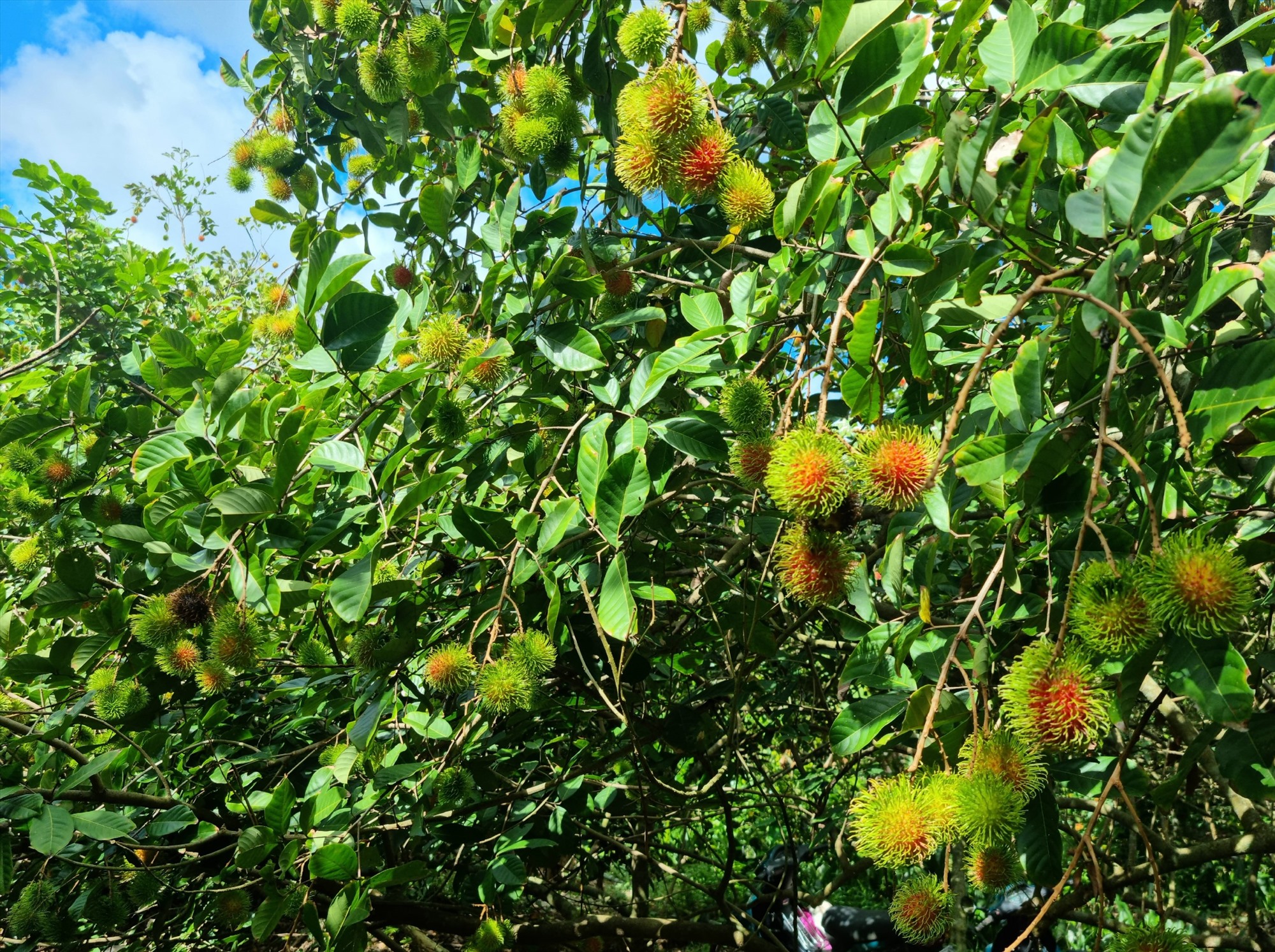 Rambutan