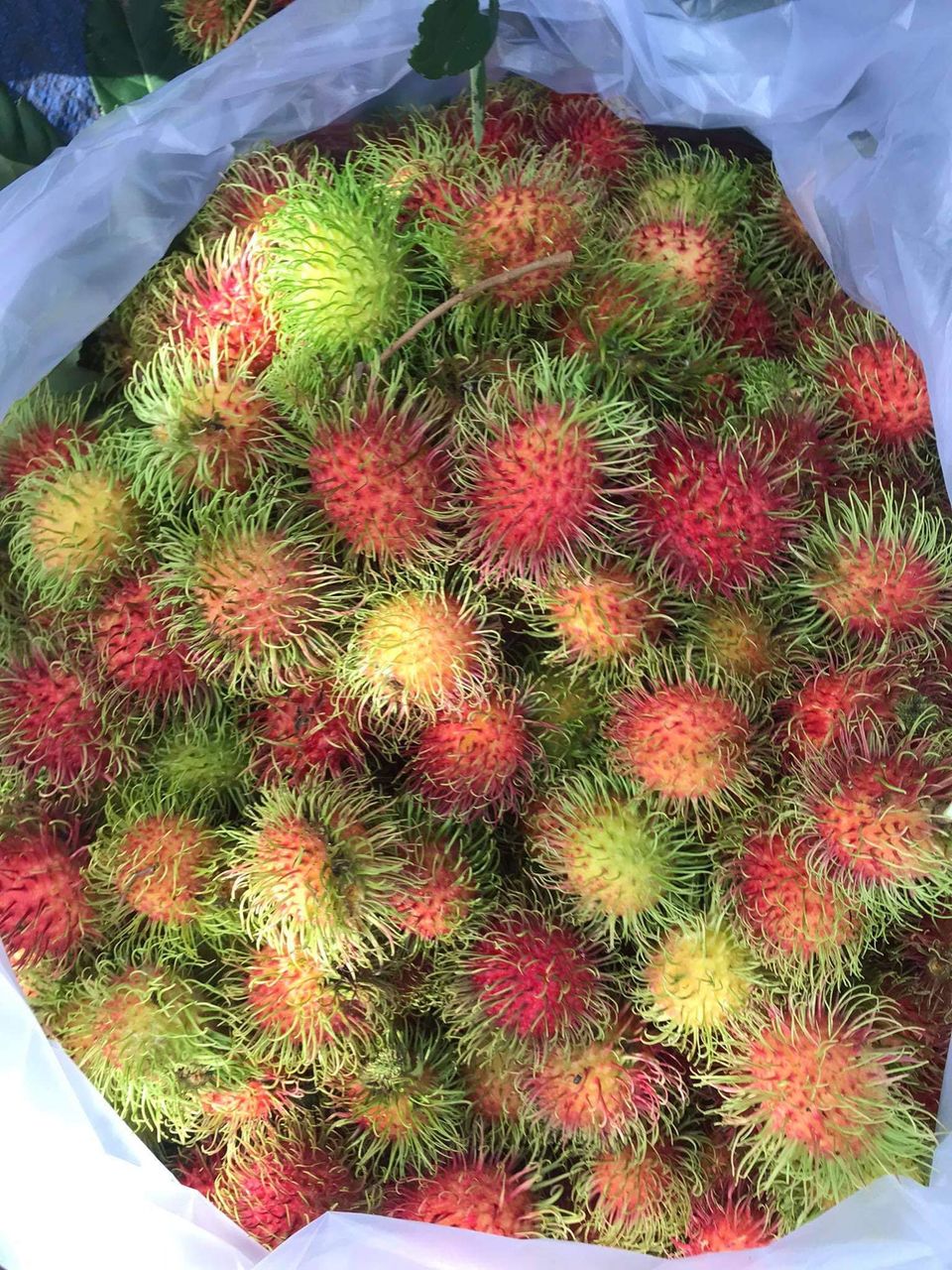 Rambutan