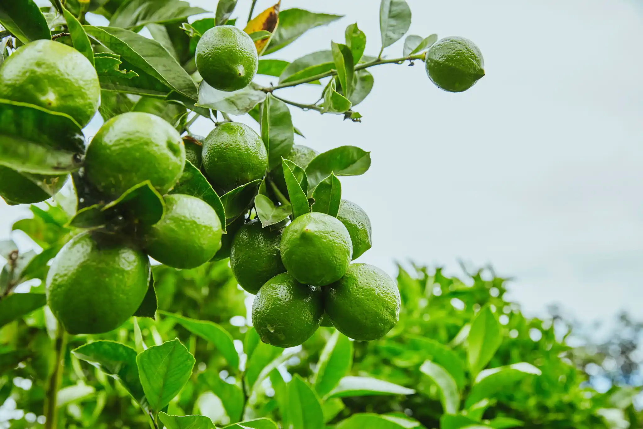 Seedless lime
