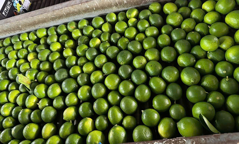 Seedless lime