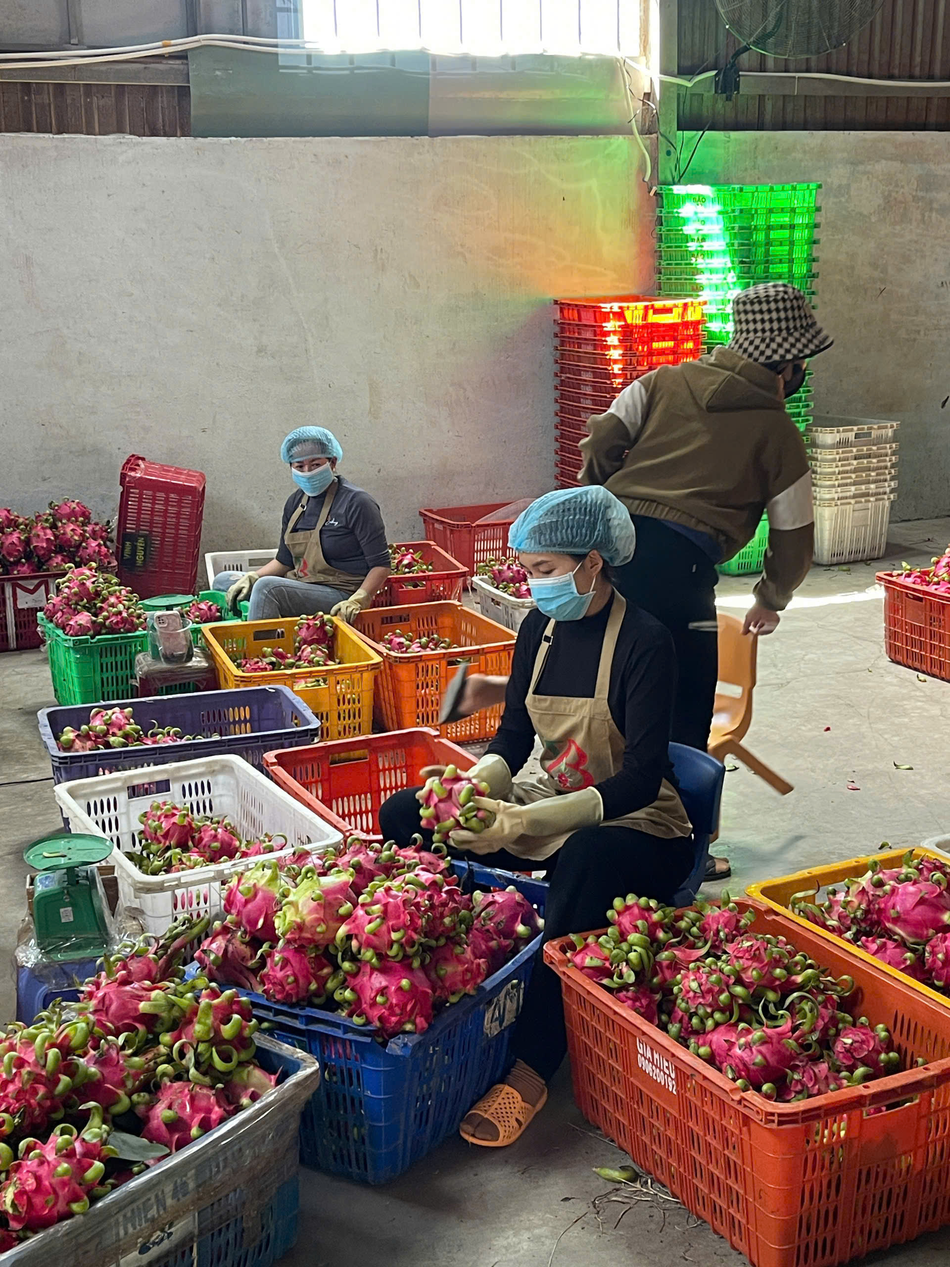 T&B Fresh Farm - Export Quality