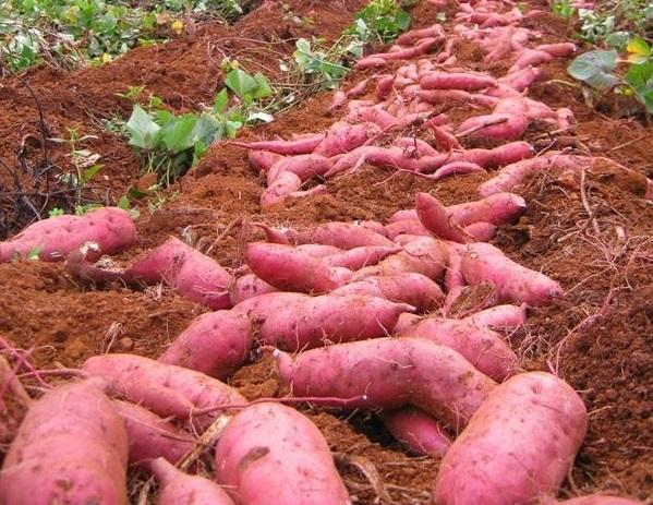 Sweet potato