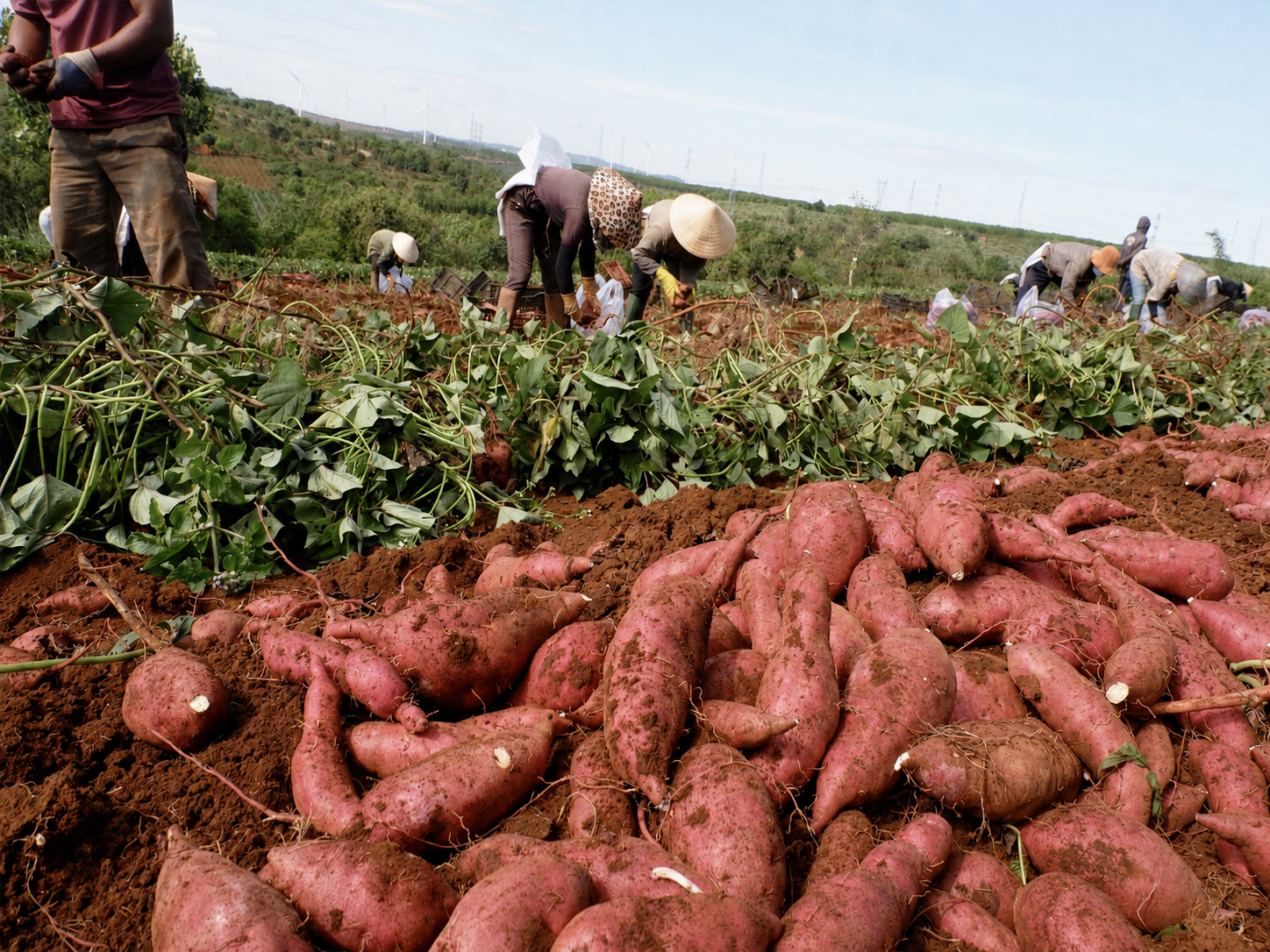 Sweet potato